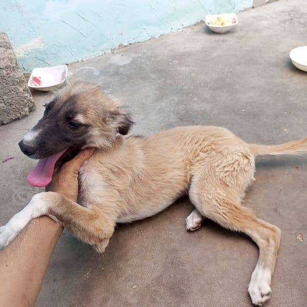 afhan kuchi nasal ka puppy 6 month ka he. 4