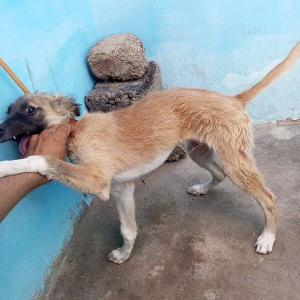 afhan kuchi nasal ka puppy 6 month ka he. 5