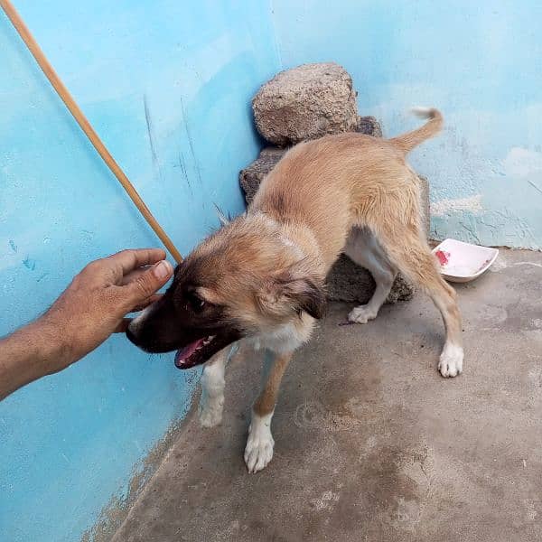 afhan kuchi nasal ka puppy 6 month ka he. 6