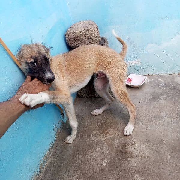 afhan kuchi nasal ka puppy 6 month ka he. 8