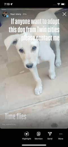 Cute playful mix breed puppy for sale