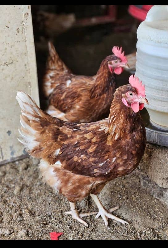 lohman brown egg laying fem 0