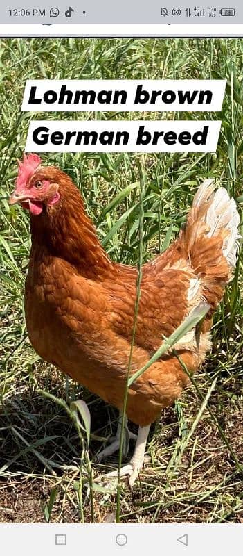 lohman brown egg laying fem 1