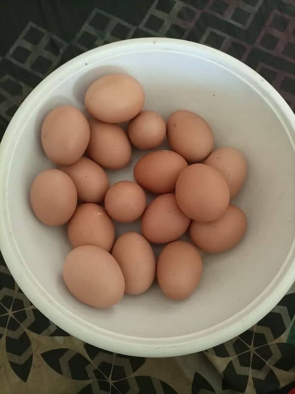 lohman brown egg laying fem 2