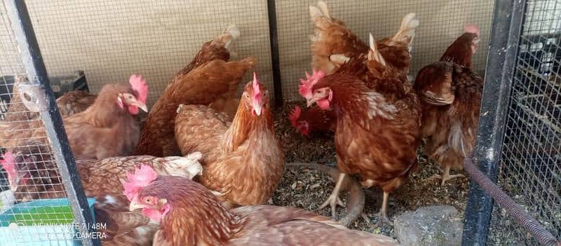 lohman brown egg laying fem 3
