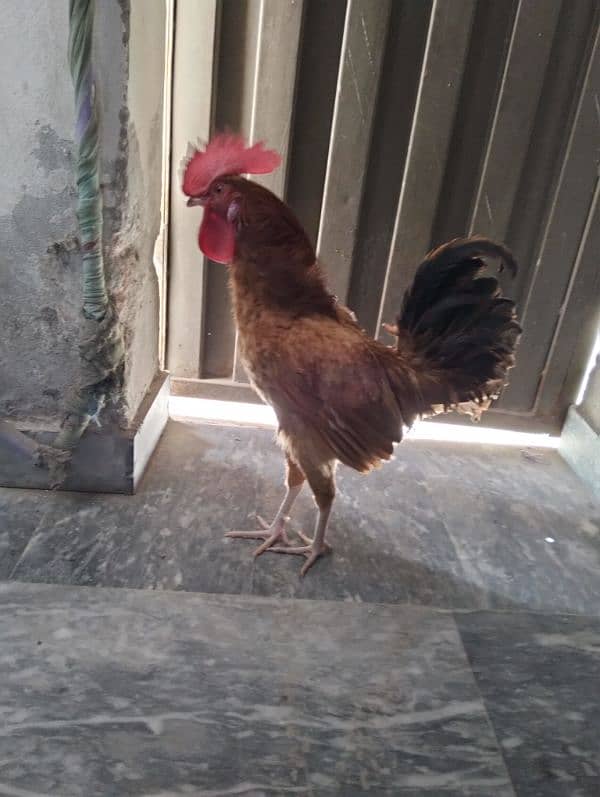 1 cock with hen egg laying 1