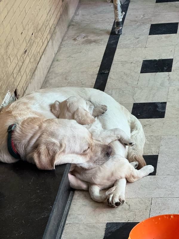 Maya (Labrador) 1