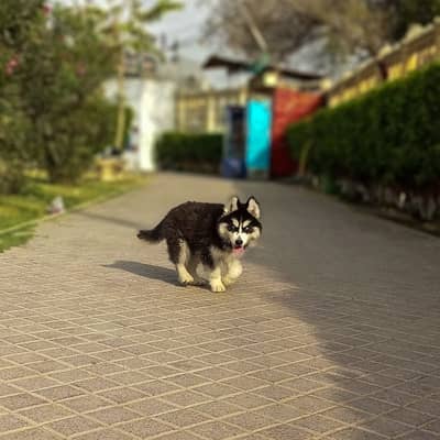 Siberian Husky puppy