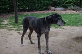 Great Dane Female