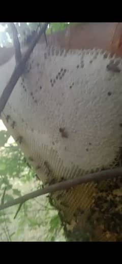 honey