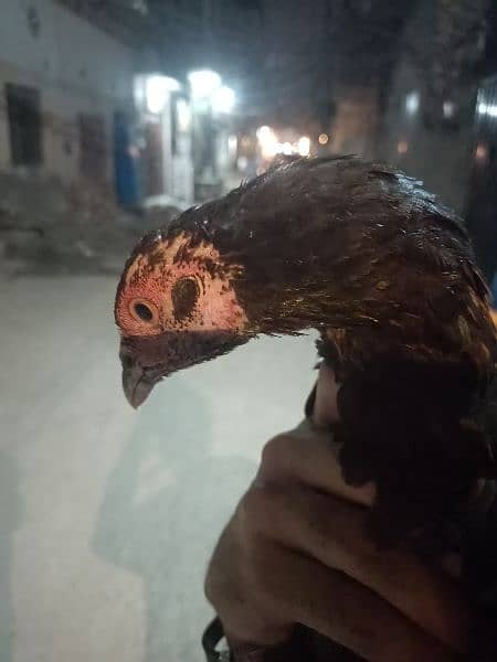 thai aseel hen and thai chiks 0