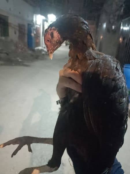 thai aseel hen and thai chiks 1