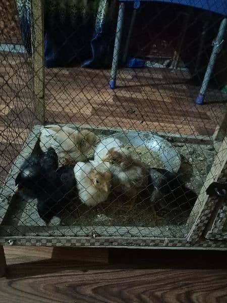 thai aseel hen and thai chiks 2