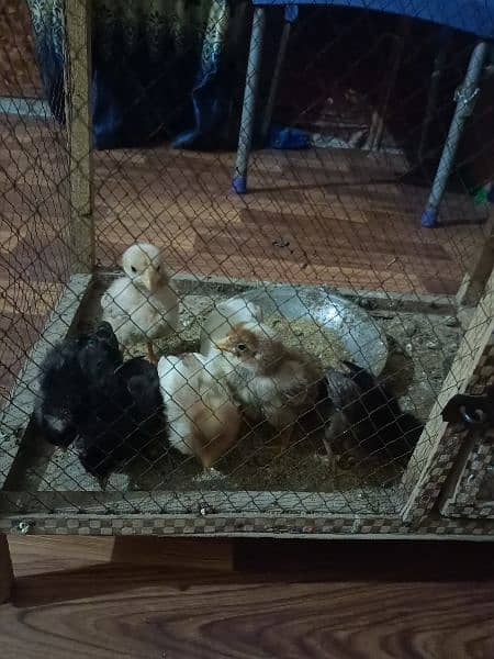 thai aseel hen and thai chiks 3