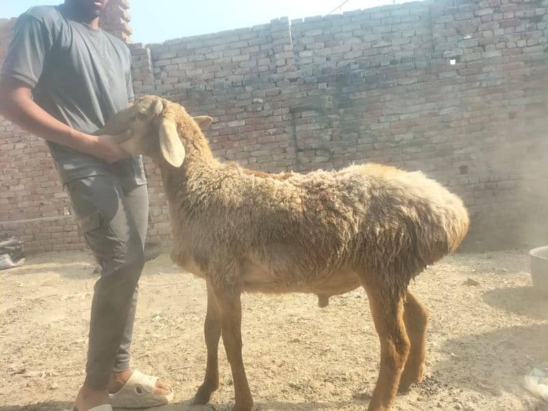 Dumba for qurbani 0