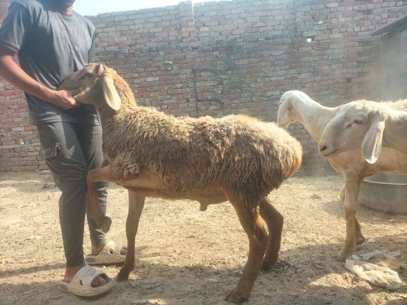 Dumba for qurbani 2
