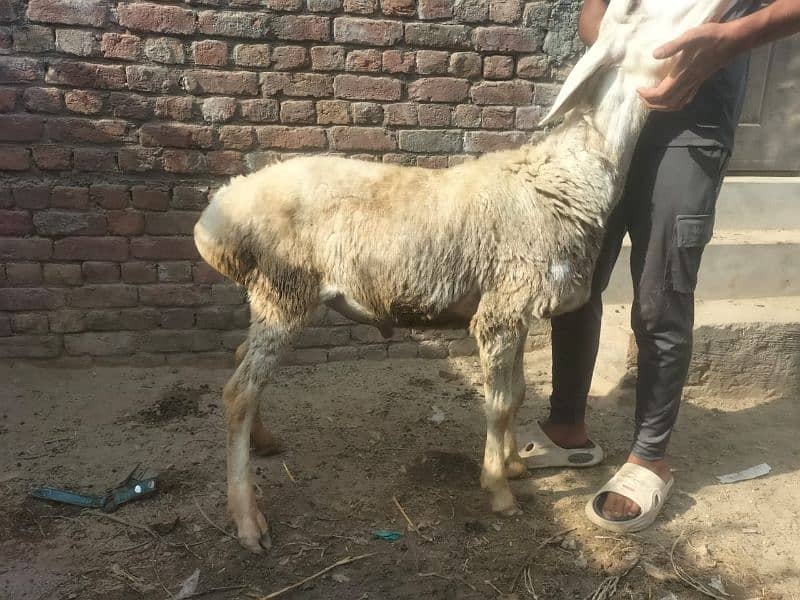 Dumba for qurbani 3