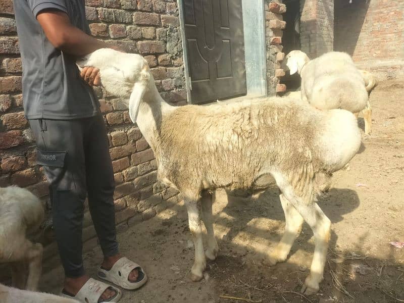 Dumba for qurbani 4