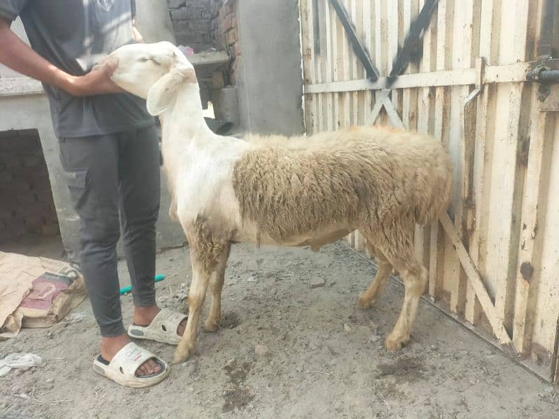 Dumba for qurbani 5