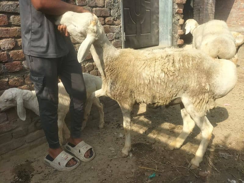 Dumba for qurbani 6