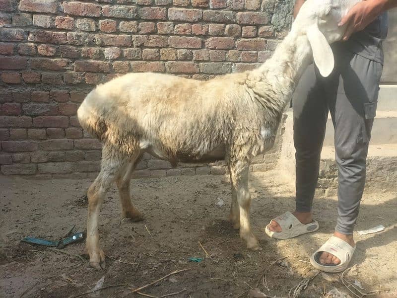 Dumba for qurbani 7