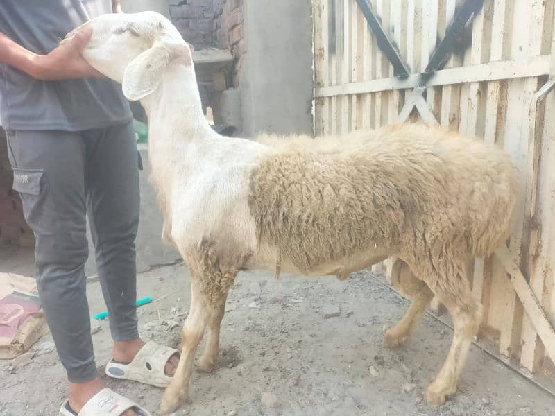 Dumba for qurbani 8
