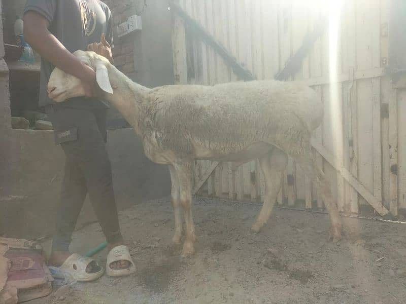 Dumba for qurbani 9