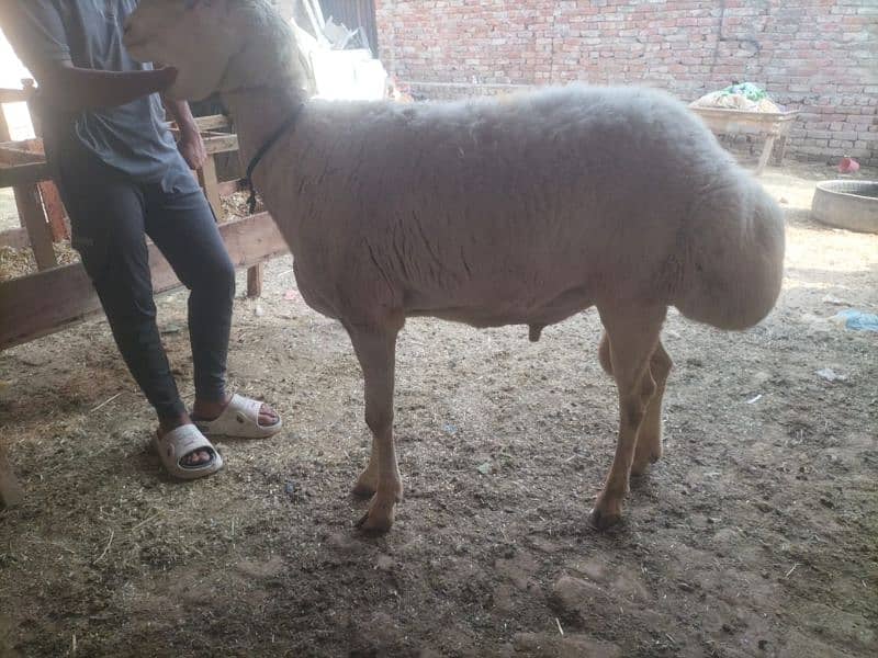 Dumba for qurbani 10