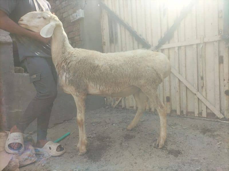 Dumba for qurbani 11