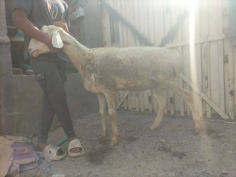 Dumba for qurbani 12