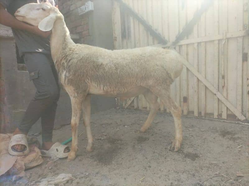 Dumba for qurbani 13