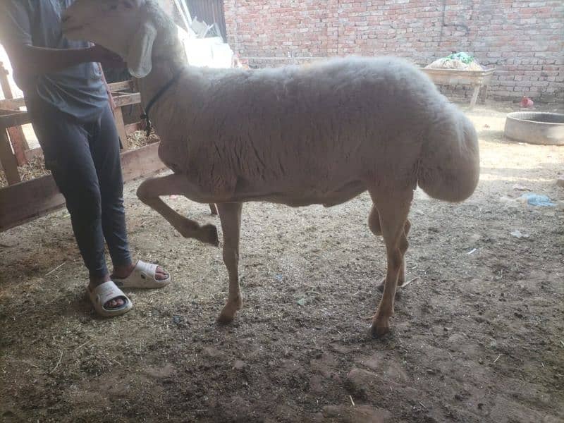 Dumba for qurbani 14