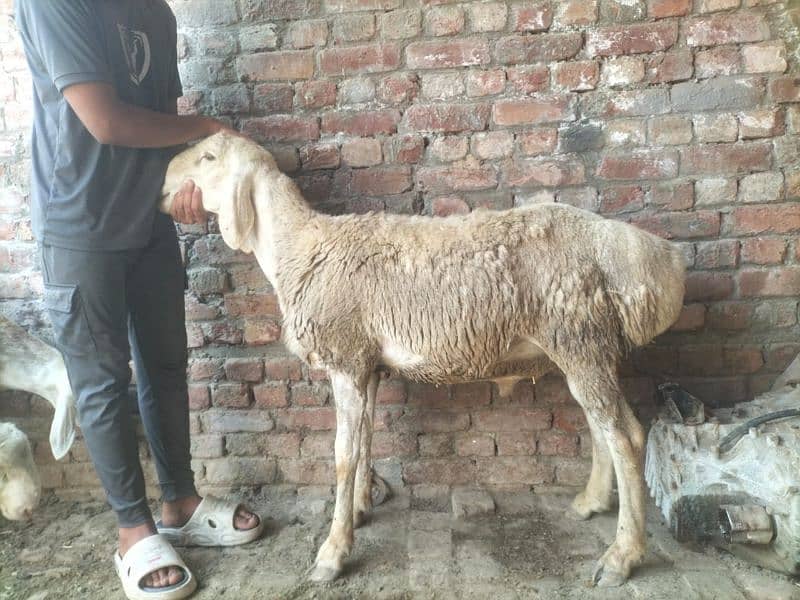 Dumba for qurbani 15