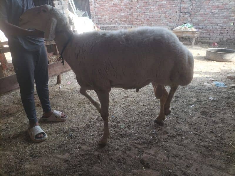 Dumba for qurbani 16