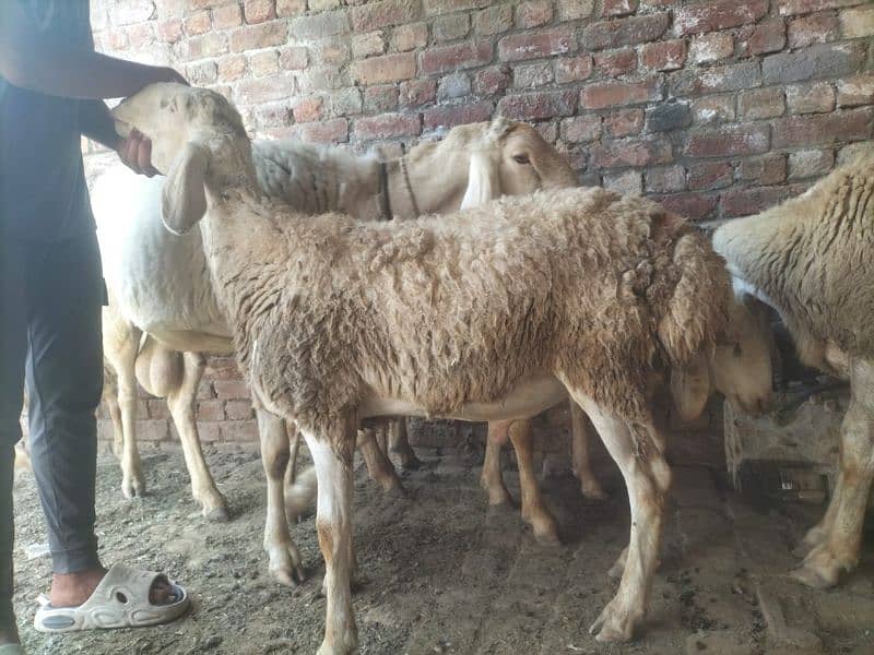 Dumba for qurbani 17