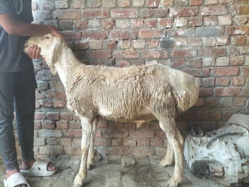Dumba for qurbani 18