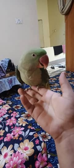 Raw Male full friendly