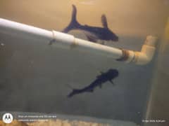 blue line shark