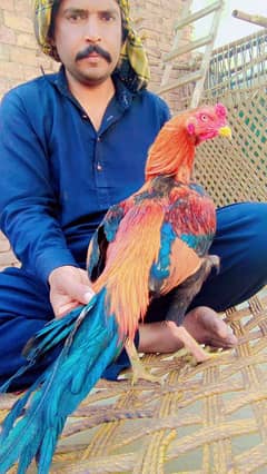 mianwali aseel murgha