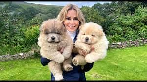 CHOW CHOW  puppies import from Russia 0