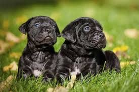 CHOW CHOW  puppies import from Russia 2