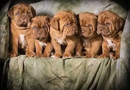 CHOW CHOW  puppies import from Russia 4