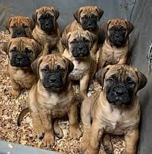 CHOW CHOW  puppies import from Russia 5