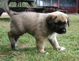 CHOW CHOW  puppies import from Russia 6