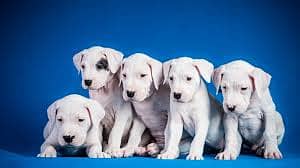 CHOW CHOW  puppies import from Russia 7