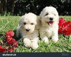 CHOW CHOW  puppies import from Russia 10