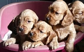 CHOW CHOW  puppies import from Russia 11