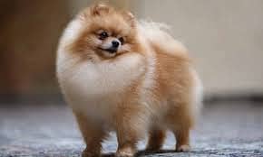 CHOW CHOW  puppies import from Russia 12