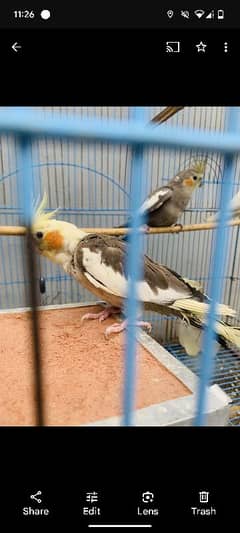 parrot