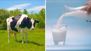 fresh milk for home